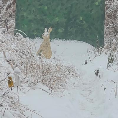 Winterwonderland am Scheiblingstein